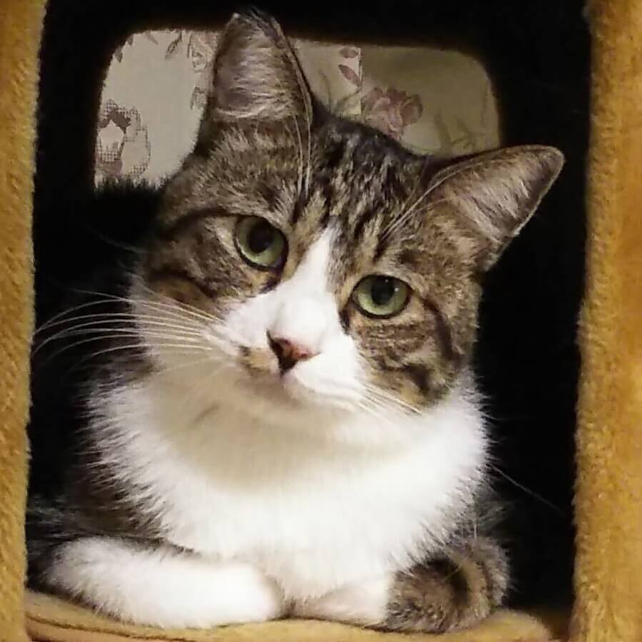 猫まみれライフを見る