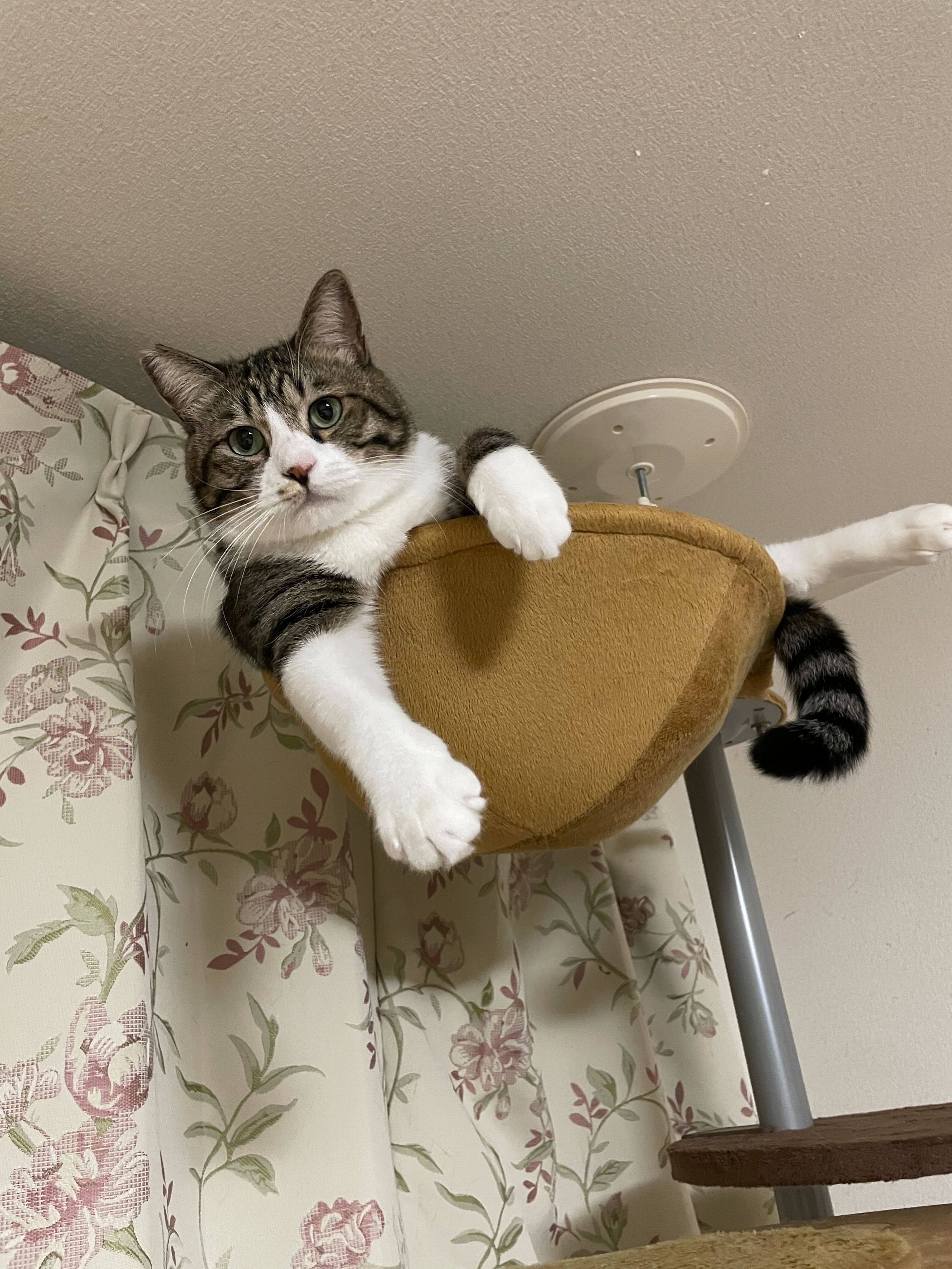 見下ろしている猫