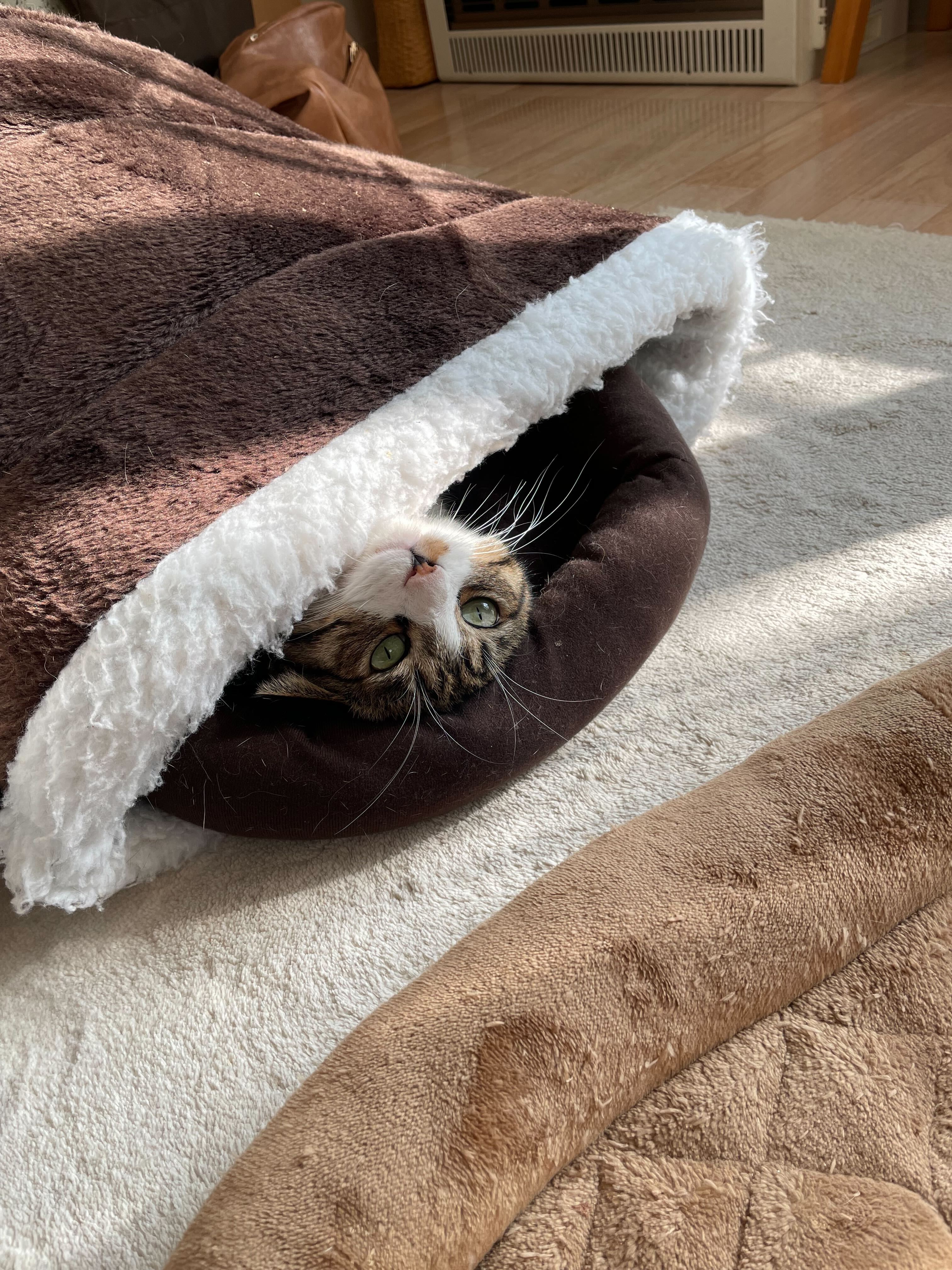 顔だけ出てる猫